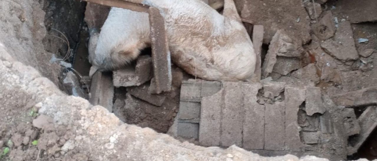 El caballo tras caer en el pozo.