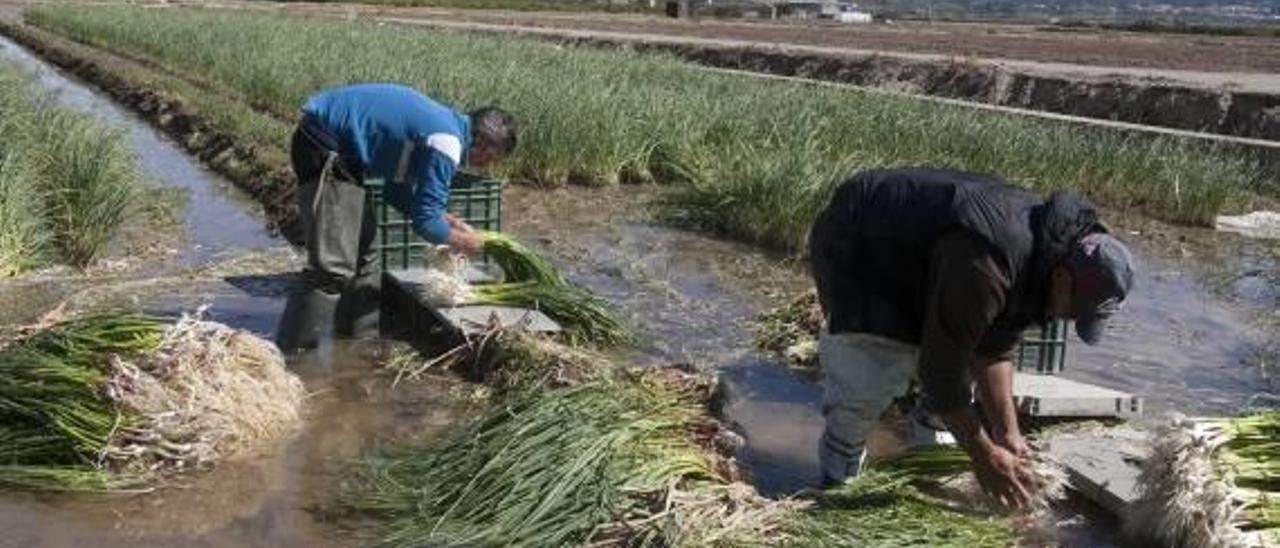 El agua de la Murta con la que se riegan los ajos tiernos tiene altos índices de «E. coli»