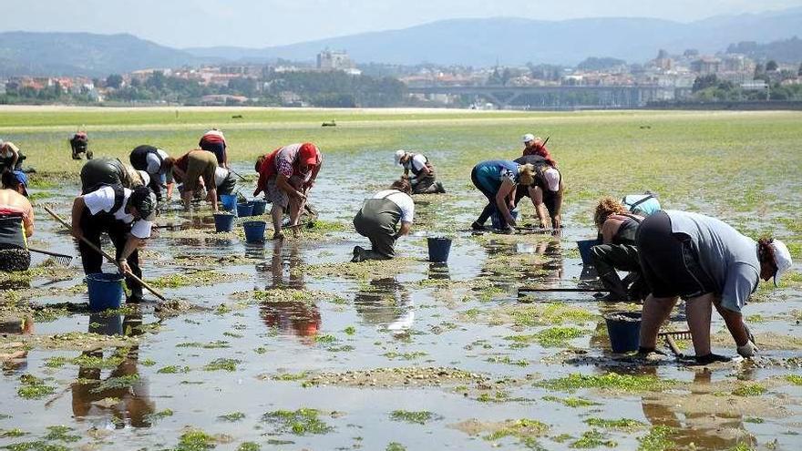 Mariscadoras trabajando en los bancos de marisco del fondo de la ría de Pontevedra. // Rafa Vázquez