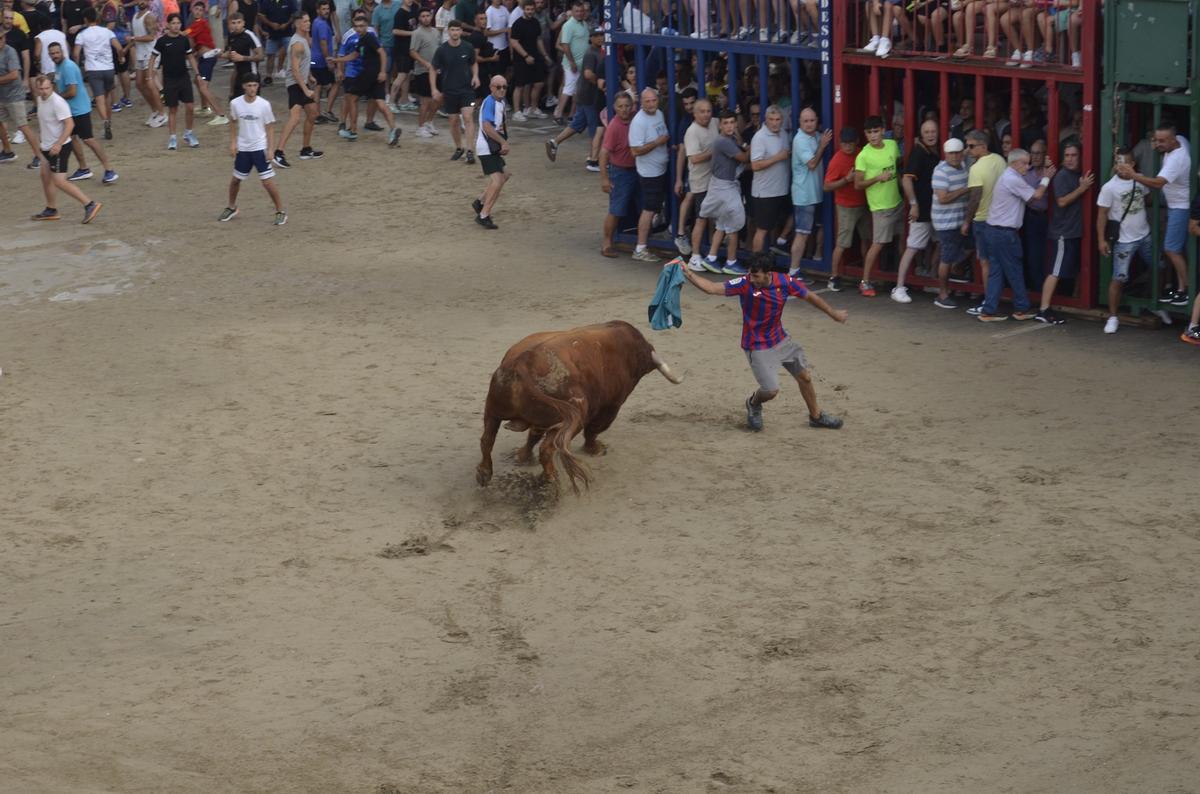 Exhibición del toro de la ganadería de El Pilar, este martes en Moncofa.