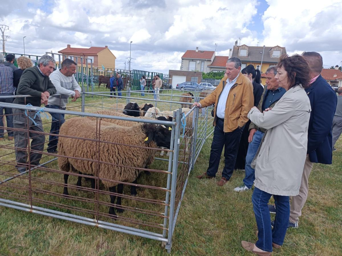 GALERÍA | La raza “Castellana”, alma y corazón del medio rural en Carbajales GALERÍA | La raza “Castellana”, alma y corazón del medio rural en Carbajales