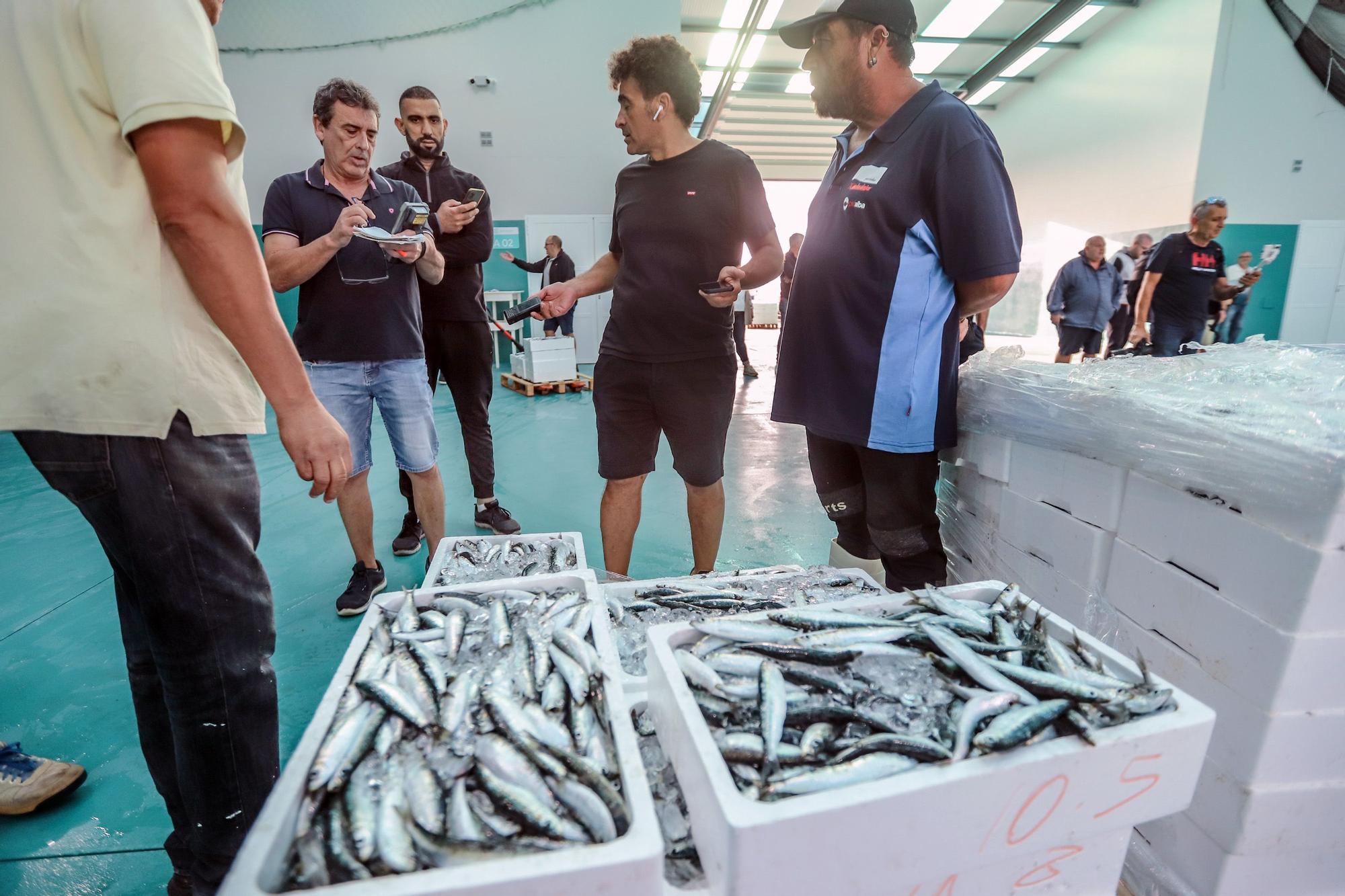 La subasta de la nueva lonja pesquera de Torrevieja se estrena con la venta de 13.000 kilos de boquerón y sardina