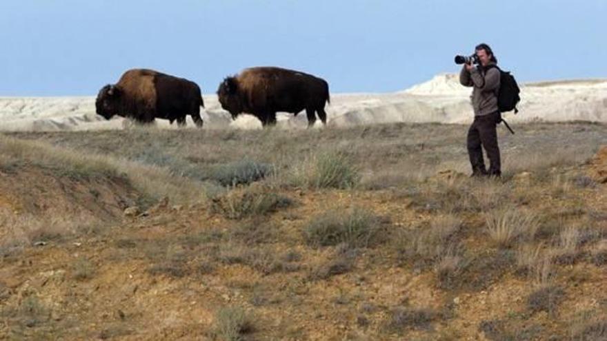 Canela ha recorregut tot el món per retratar espècies en extinció