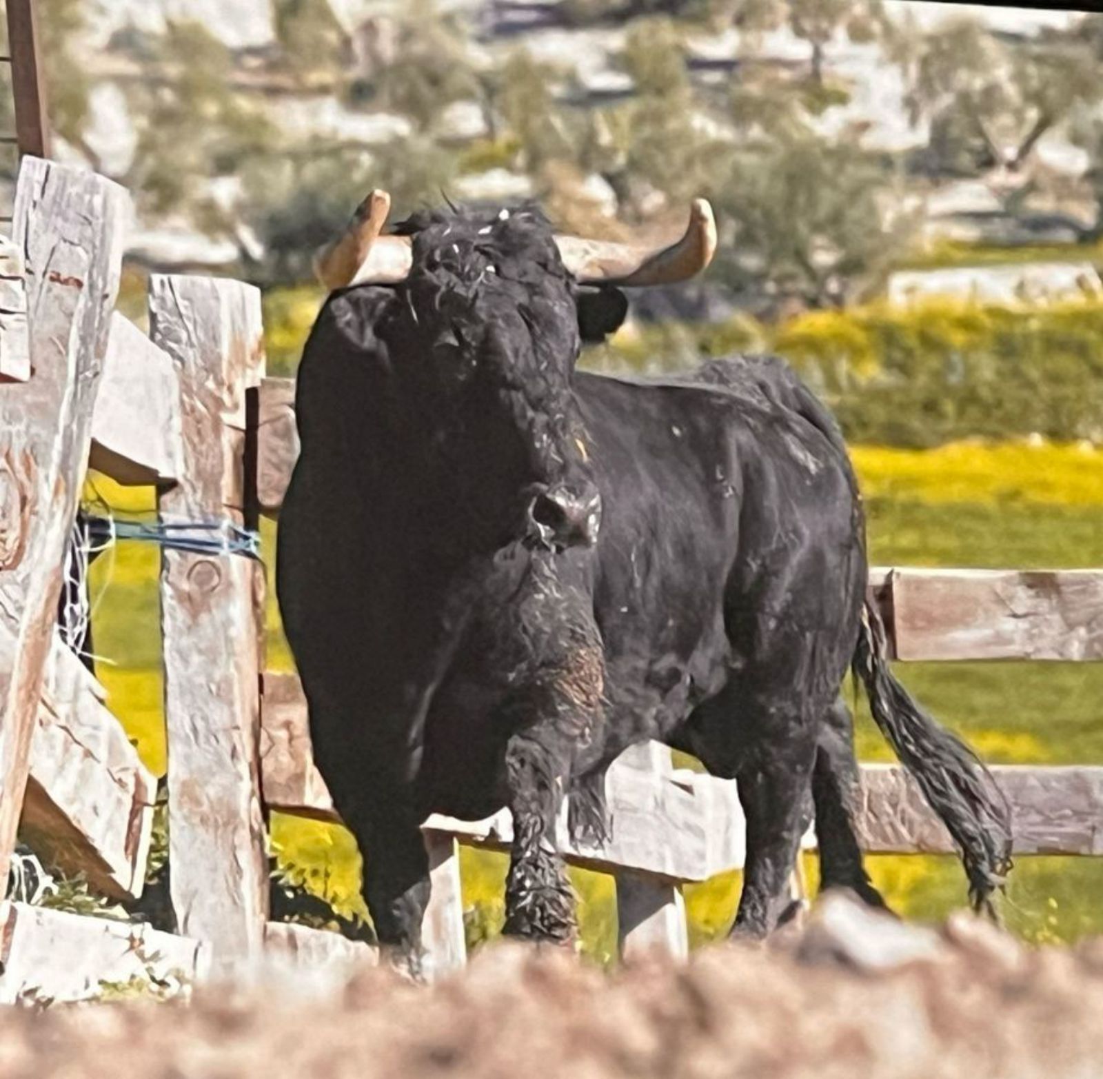 Toro con Soga de Lodosa (II) - Federación Española de Toro con Cuerda