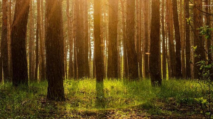 La ciència vol saber si els boscos ens fan més sans