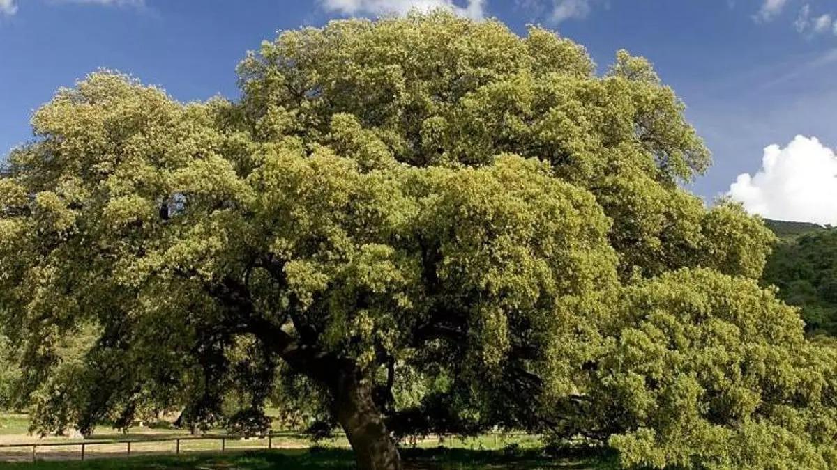 El Chaparro de la Vega de Coripe, el árbol más bonito e impresionante de España