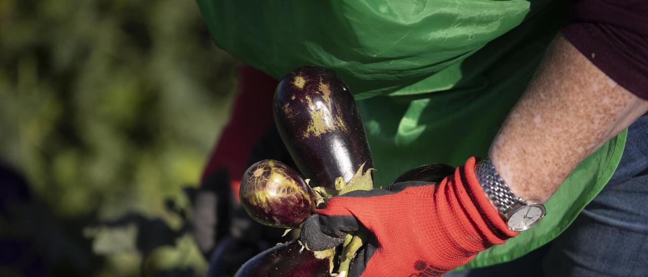 La Fundació Espigoladors se dedica a recoger verduras que hayan quedado descartadas en los campos.