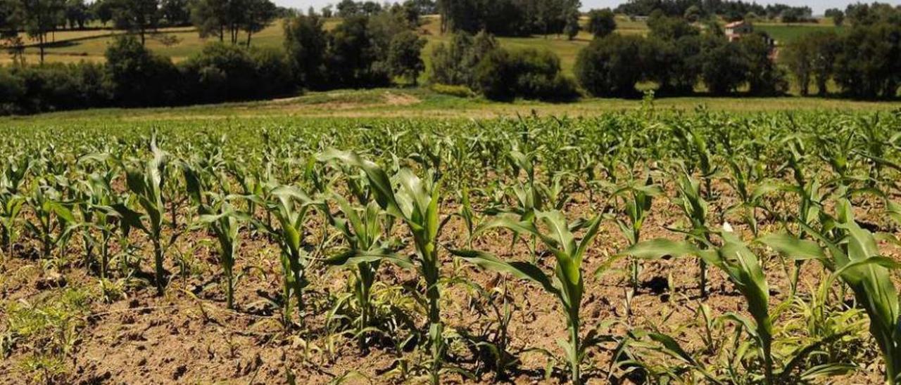 Una finca sembrada de maíz en la parroquia lalinense de Filgueira. // Bernabé/Javier Lalín