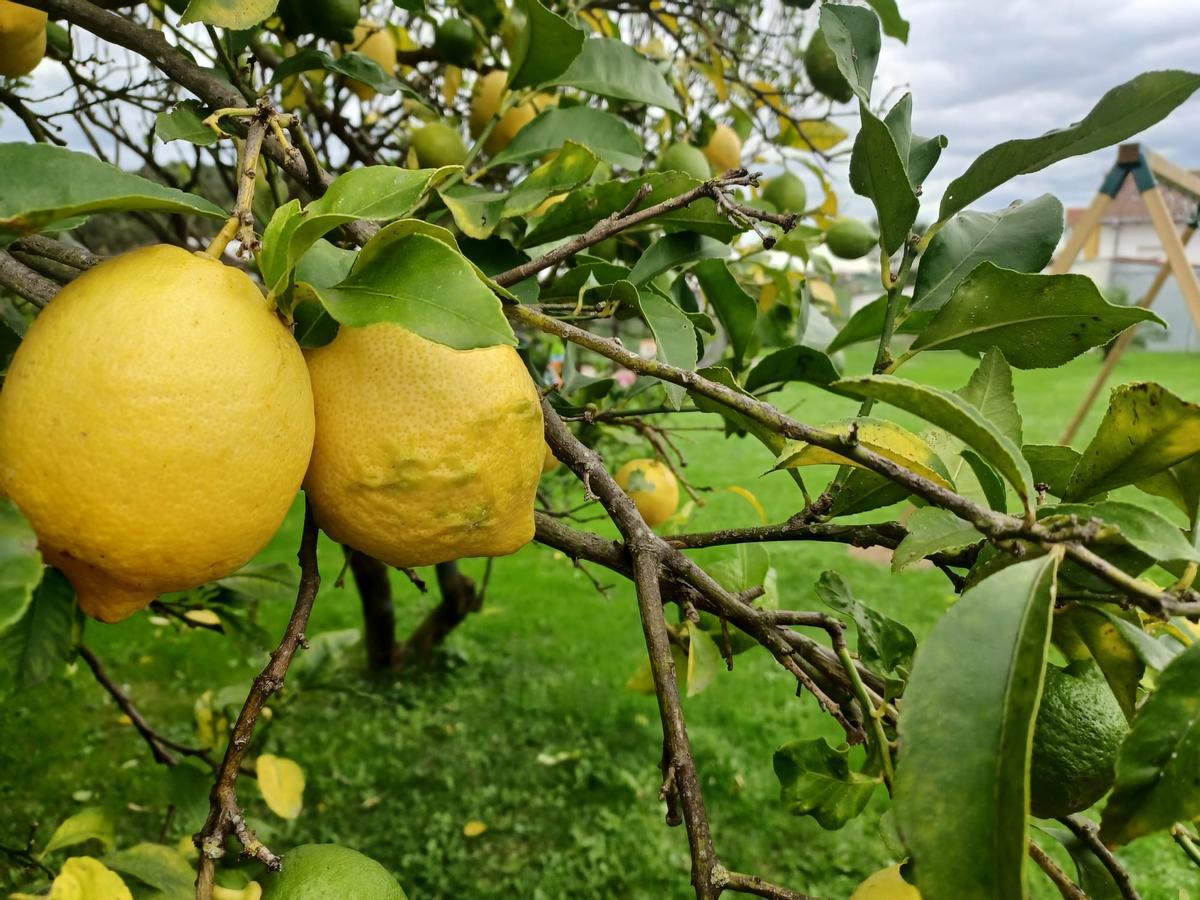 Detalle de un limonero de Ferroñes.