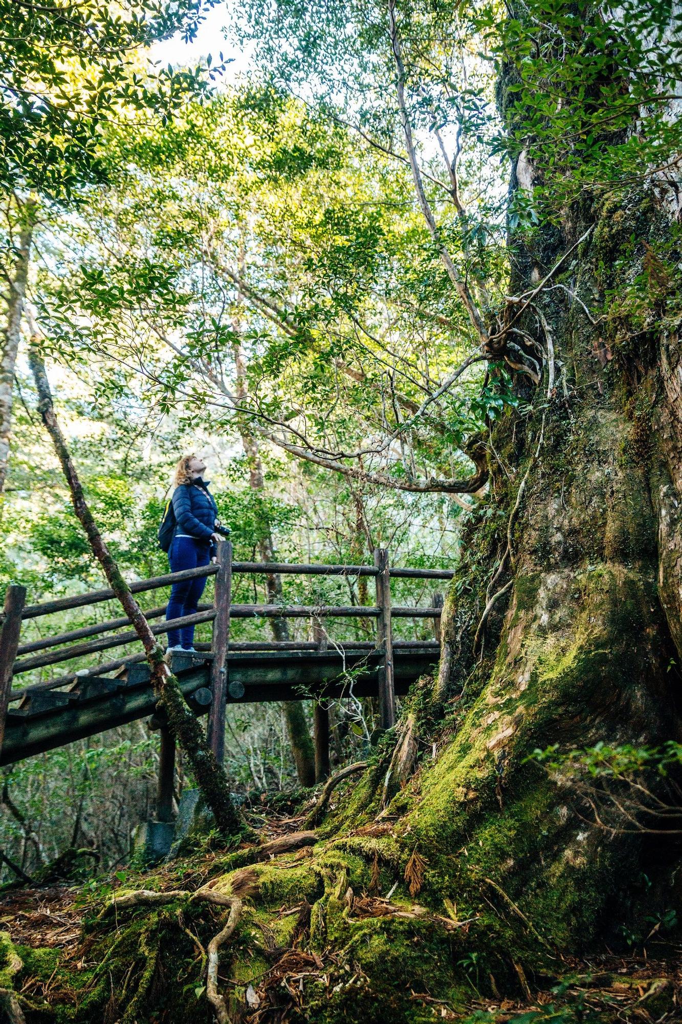 Reserva Natural Tierra de Yakusugi en Yakushima.