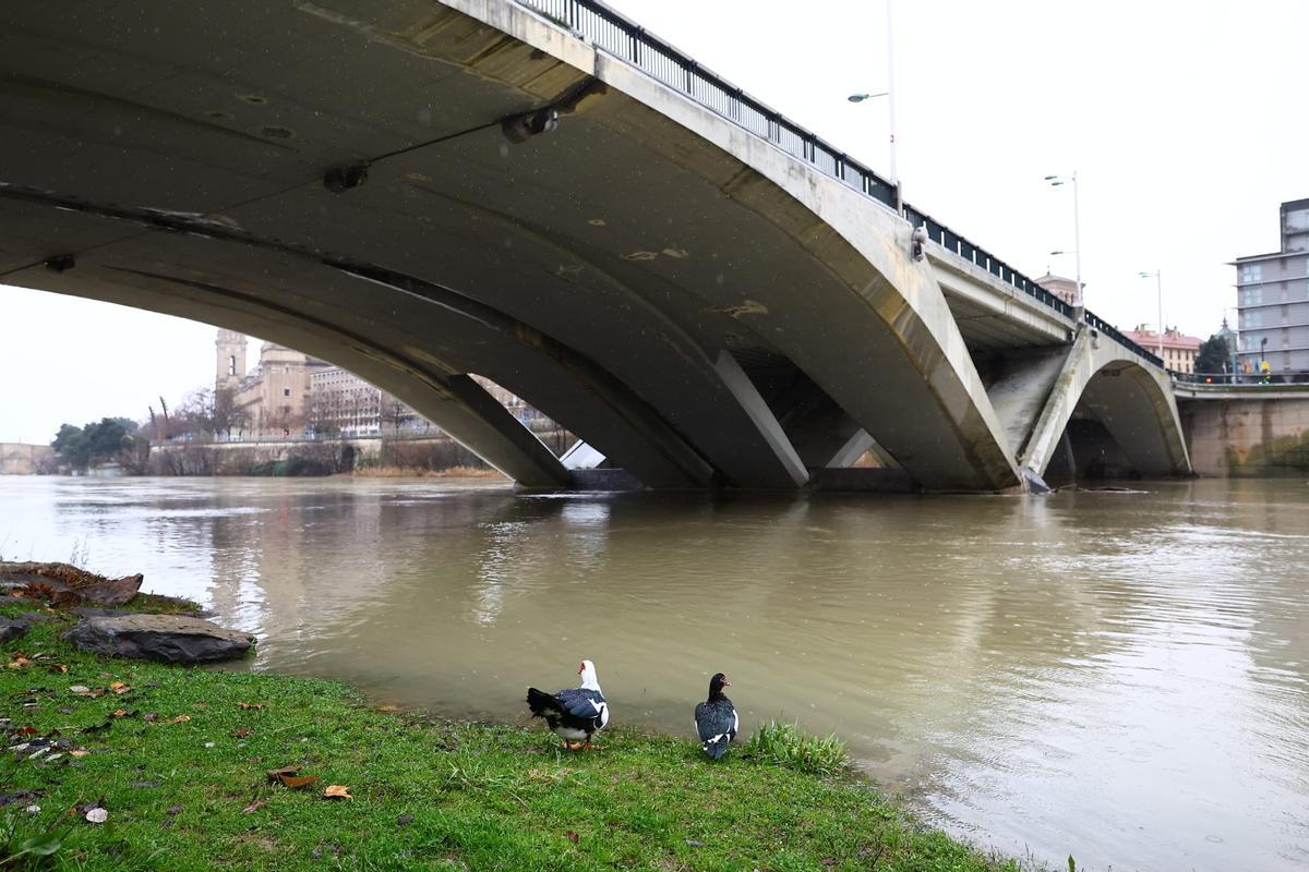 En imágenes I Así pasa el Ebro por Zaragoza tras las lluvias de los últimos días