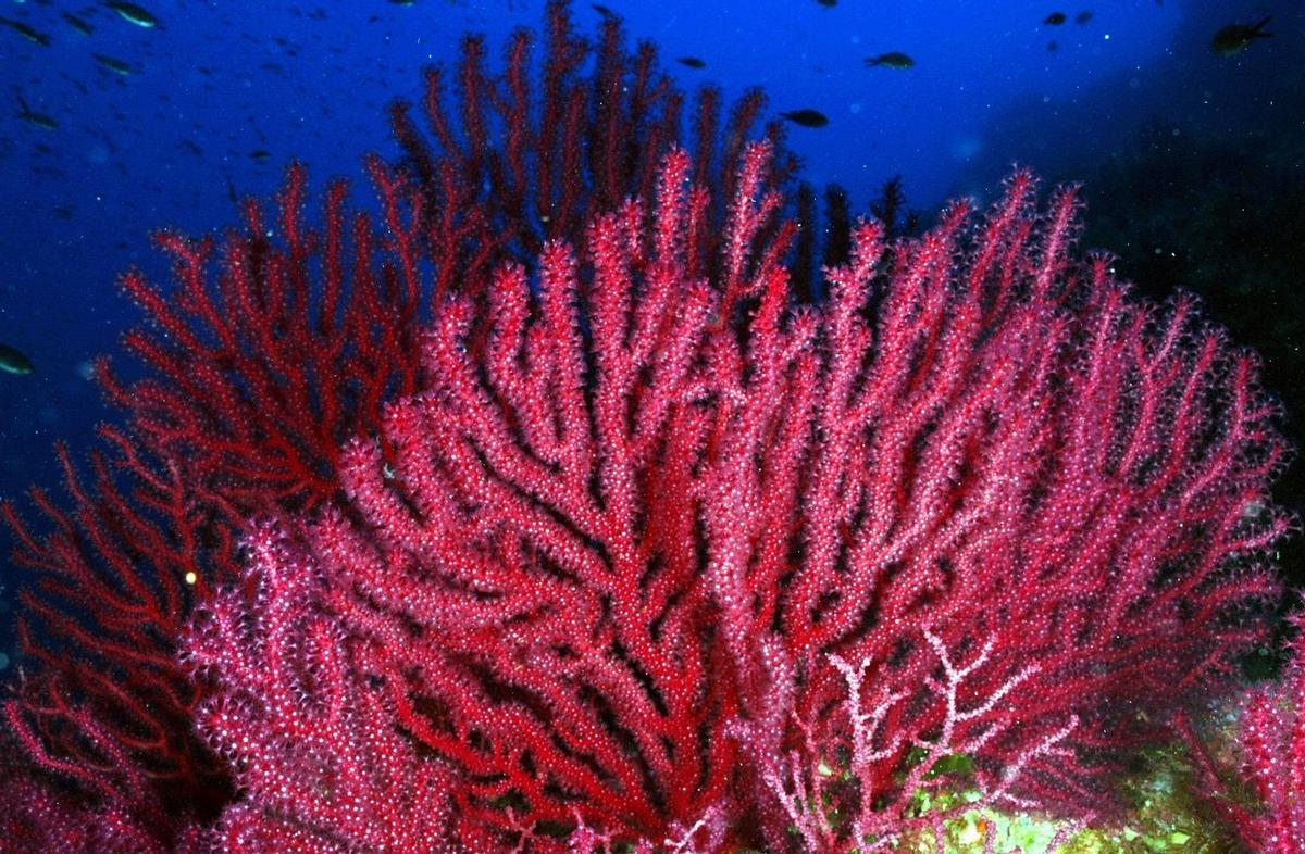 Gorgonias y corales del Mediterráneo desaparecen