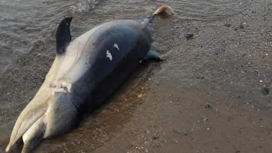 El delfín encontrado muerto este martes en Mazarrón.