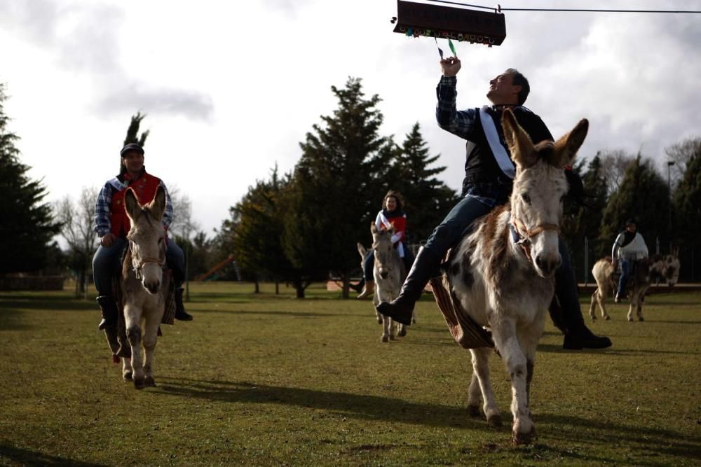 Carrera de cintas en burro en Molacillos.