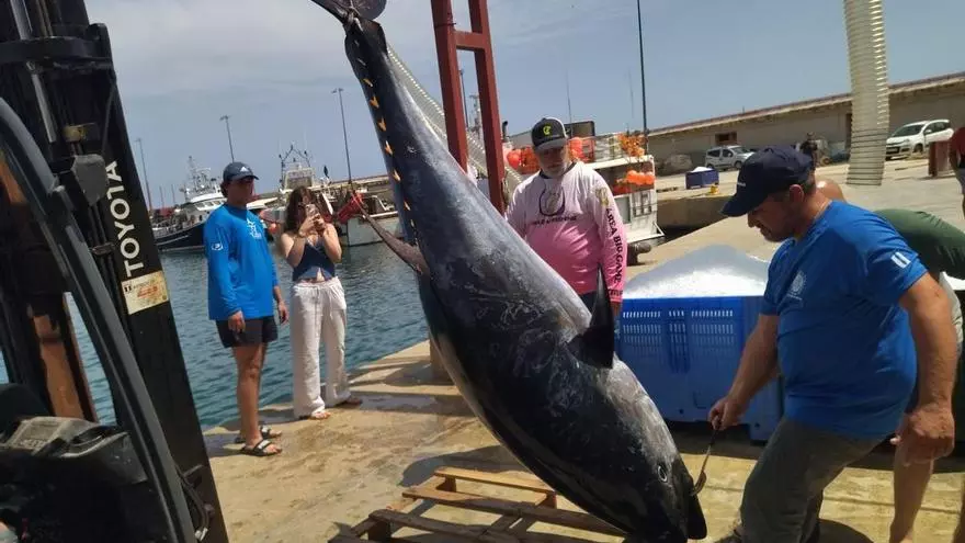 Así han desembarcado en el puerto de Xàbia un atún de 311 kilos