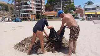 Los vecinos del Faro de Cullera se organizan para limpiar las cañas arrastradas por la dana