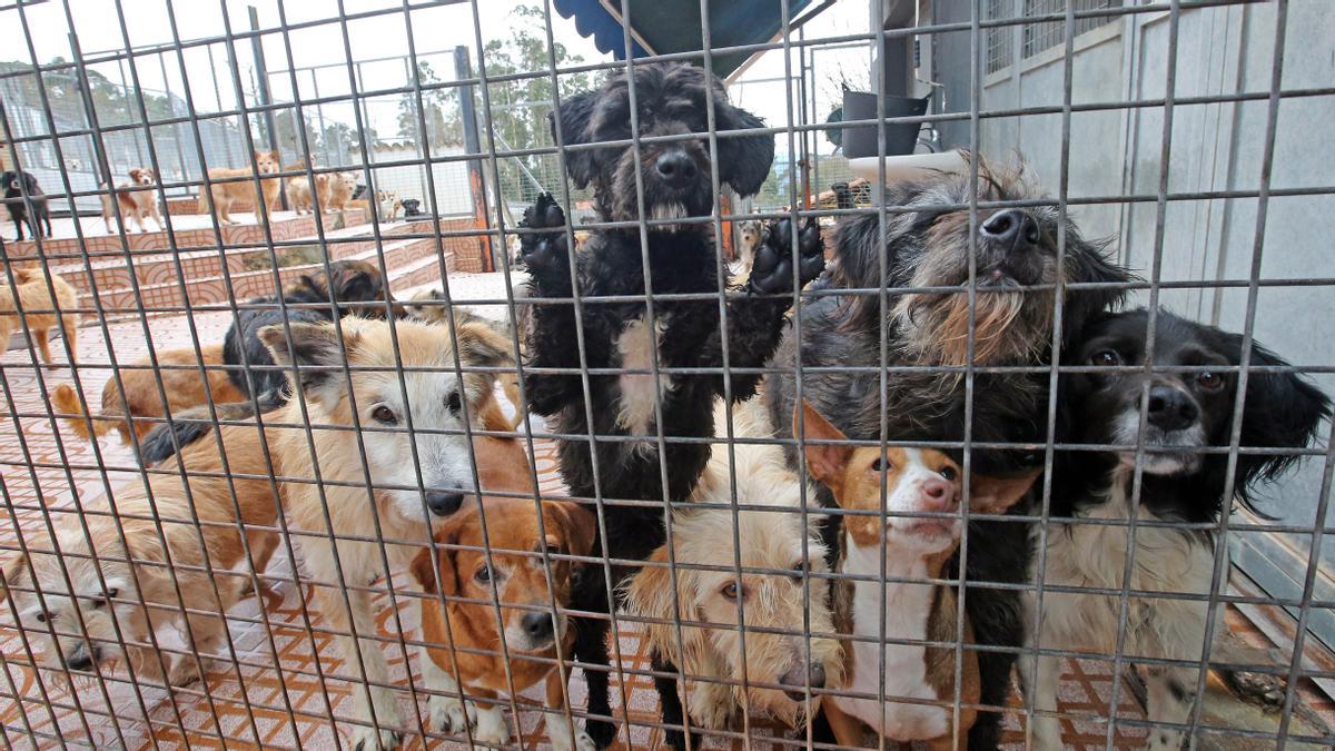 PERROS Y GATOS ABANDONADOS QUE HAN SIDO RECOGIDOS EN EL REFUGIO DE ANIMALES DE VIGO. ( ASOCIACION PROTECTORA DE ANIMALES DE VIGO ).  foto: MARTA G. BREA