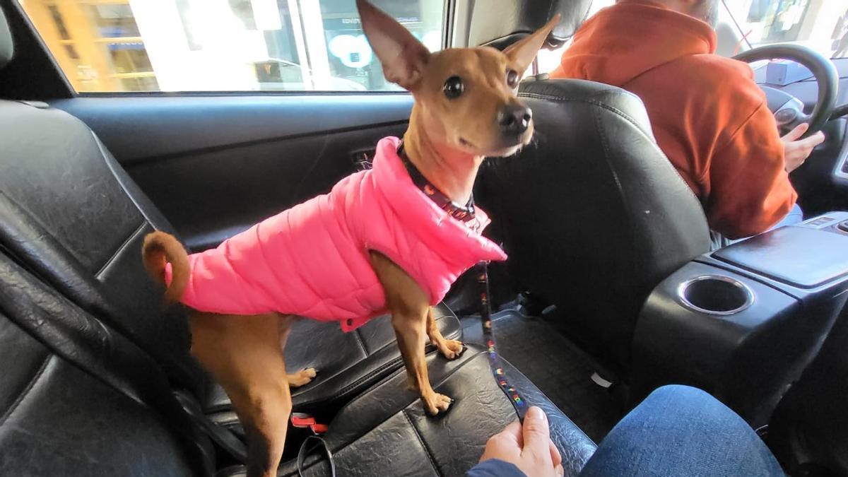 Una perrita luciendo uno de los plumíferos de Benetton.