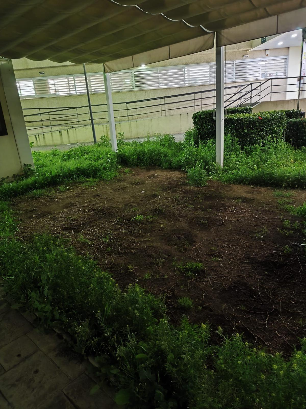 Caseta inutilizada llena de vegetación