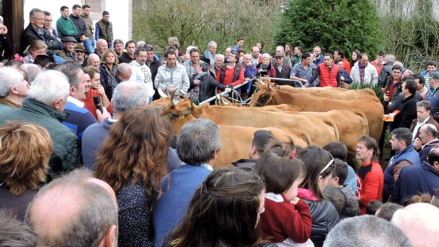 La subasta de la xata, una costumbre “única” del centro de Asturias e “imán” vecinal del pueblo