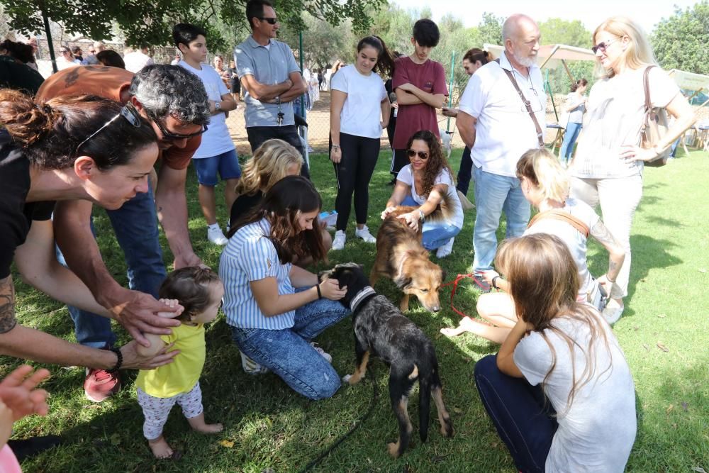 La fundación ha enviado mil perros de Ibiza a Suiza desde 2012