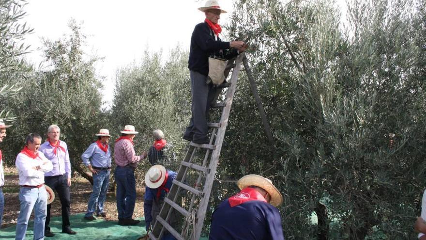 Un grupo de olivareros recogen las tradicionales aceitunas en un campo de olivos jóvenes de Mallorca.