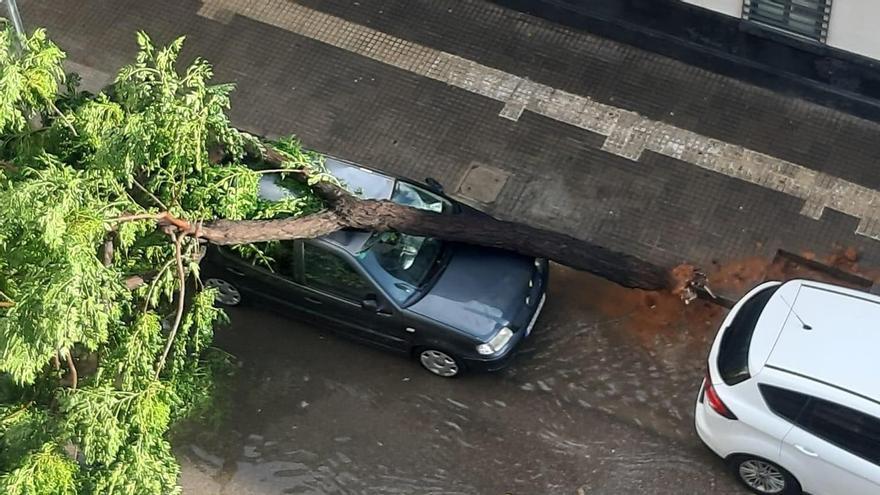 Árbol caído contra un vehículo.