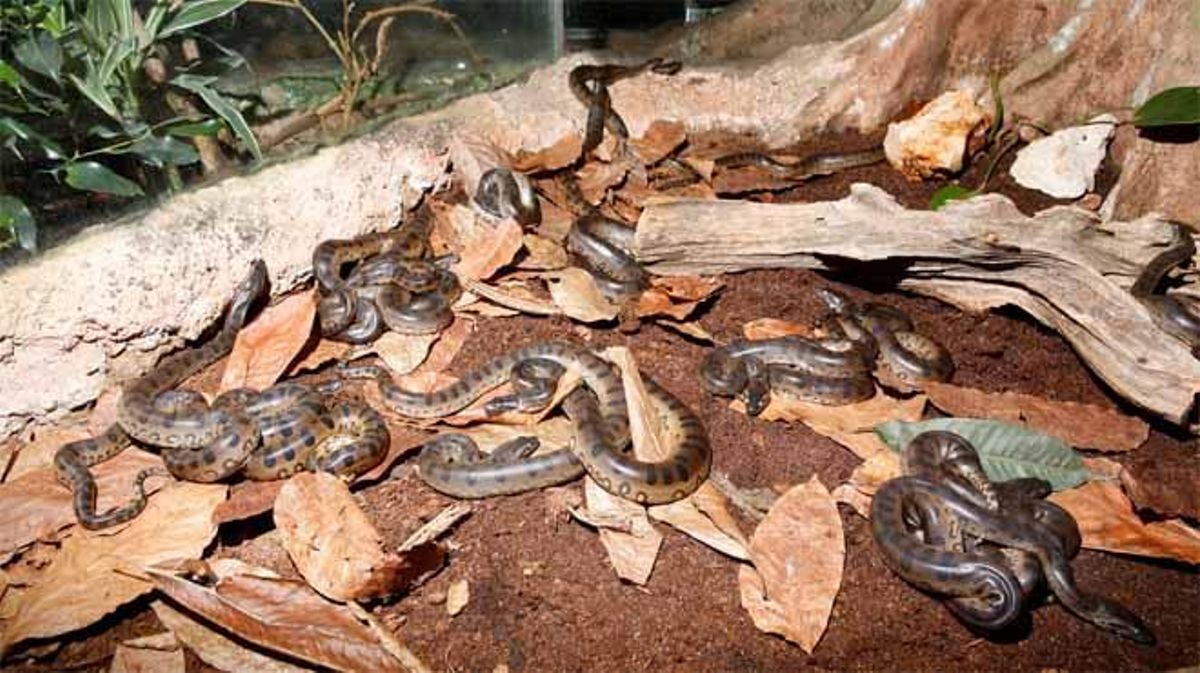 Algunes de les cries d’anaconda nascudes al Bosc Inundat de CosmoCaixa.