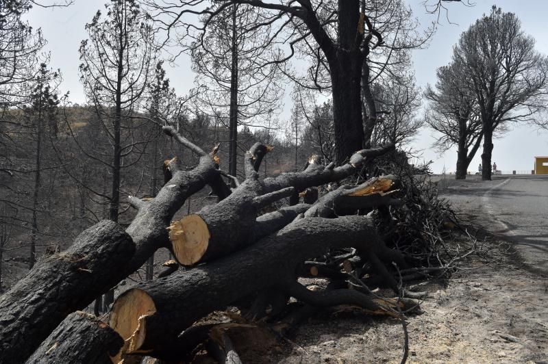 24-08-2019 TEJEDA. Zonas quemadas junto a la carretera de Cruz de Tejeda a Pinos de Galdar  | 24/08/2019 | Fotógrafo: Andrés Cruz