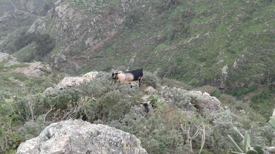 Dos ejemplares de cabras asilvestradas en Anaga.