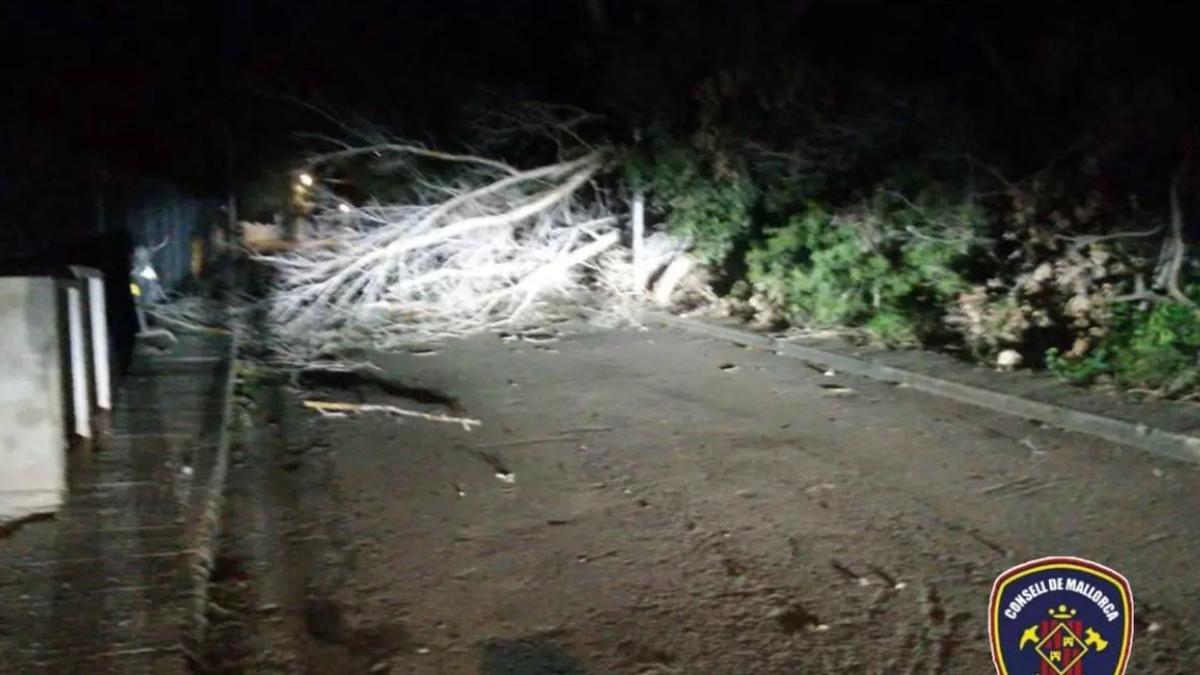 Sturm-auf-Mallorca-Feuerwehr-r-ckt-wegen-umgest-rzter-Palme-und-Sch-den-am-Stromnetz-aus