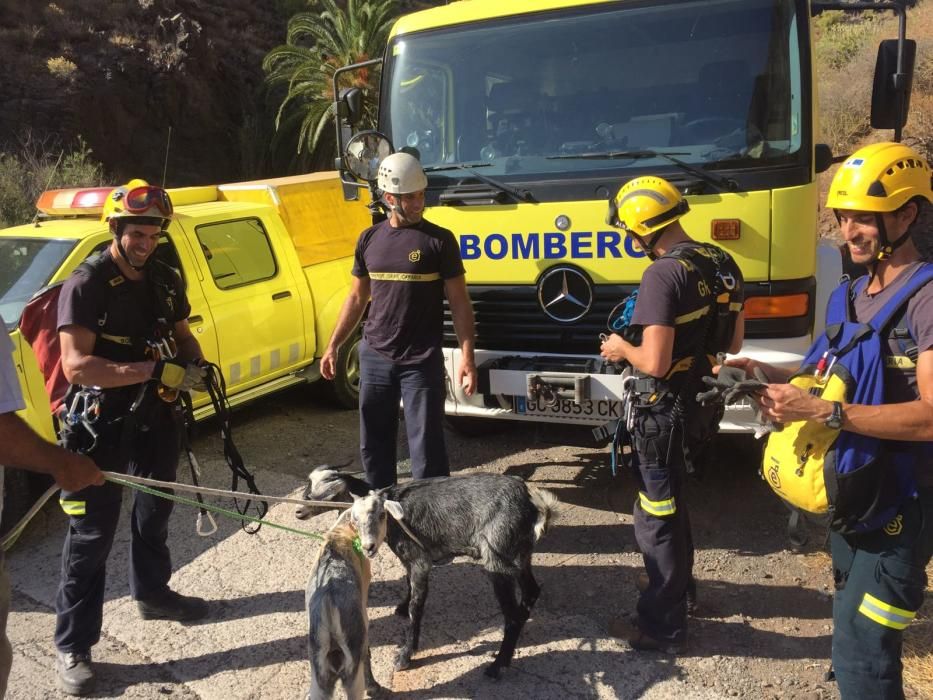 Rescate de dos cabras en Santa Lucía de Tirajana