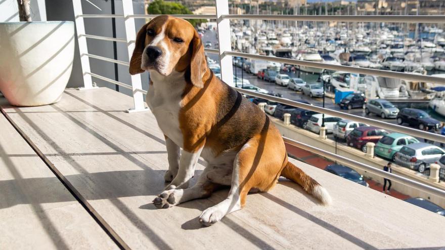 Un perro en una terraza en una imagen de archivo.