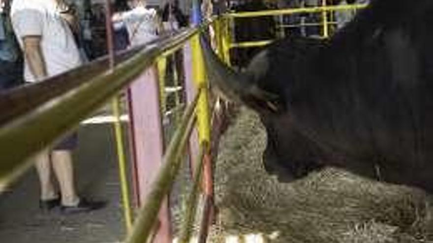 El ganado autóctono y exótico centra la feria &quot;Saborea tus raíces&quot;