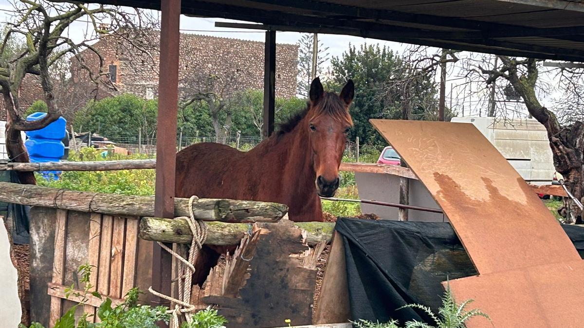 Un caballo en "el establo de los horrores" de sa Indioteria.