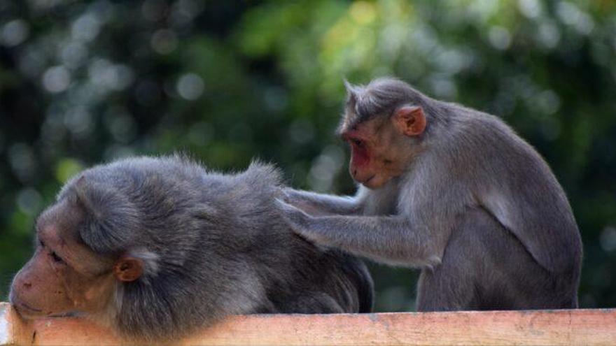 Los monos también creen en los compromisos