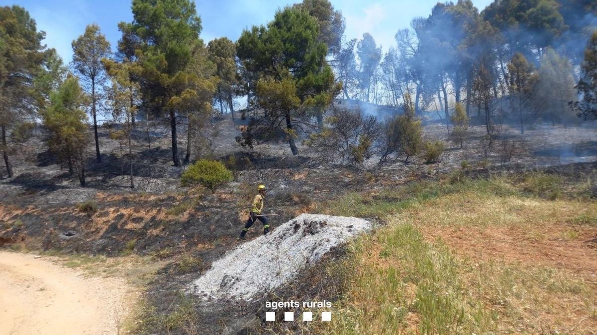 Un incendio forestal controlado por los Bombers