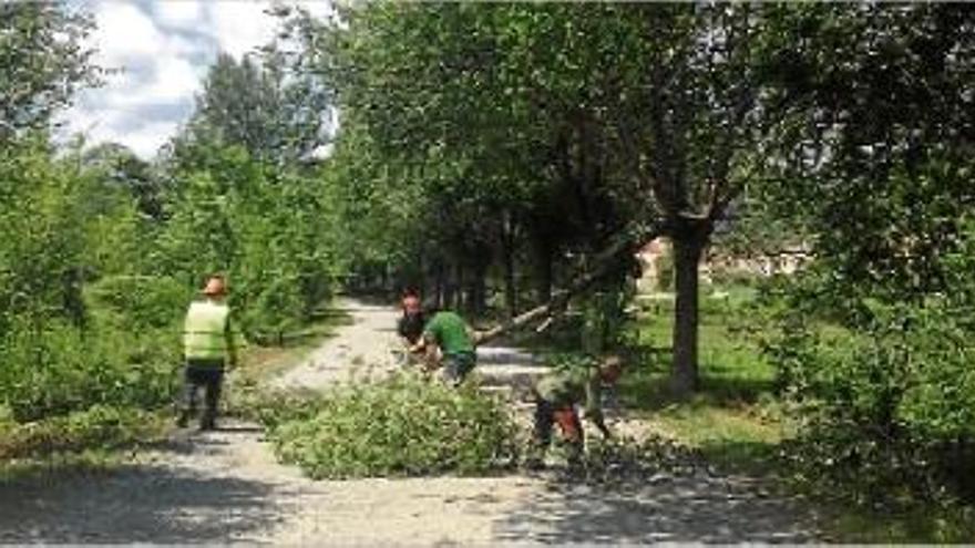 La brigada de la Seu treballa en la neteja dels desperfectes de la tempesta