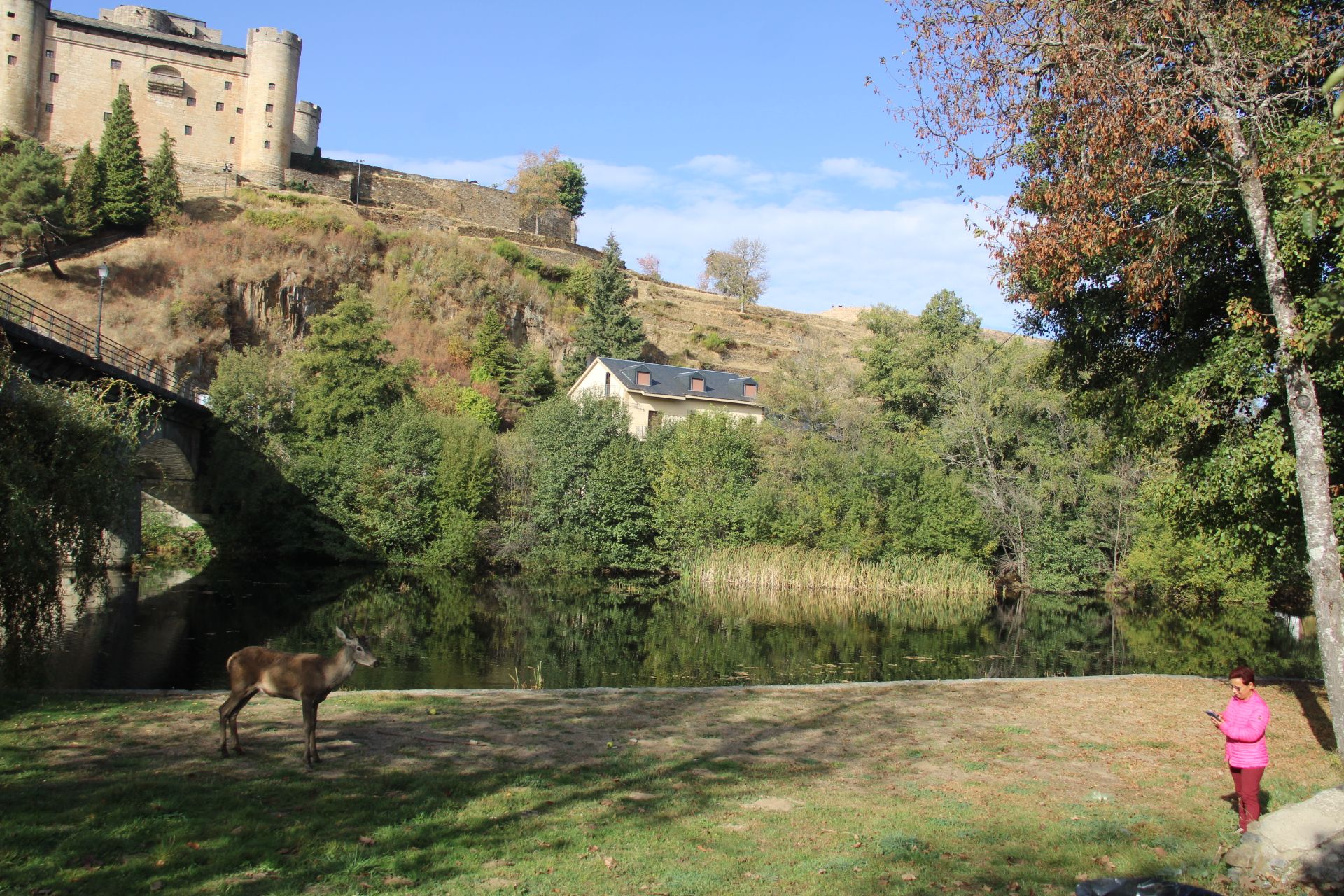 GALERÍA | Rescate de un ciervo enfermo en Puebla