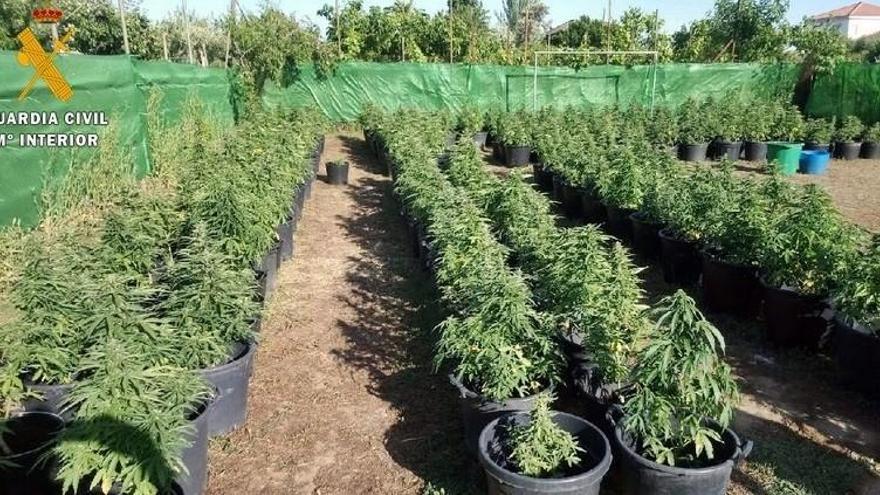 Desmantelada en Villanueva de la Serena una plantación con 256 plantas de marihuana