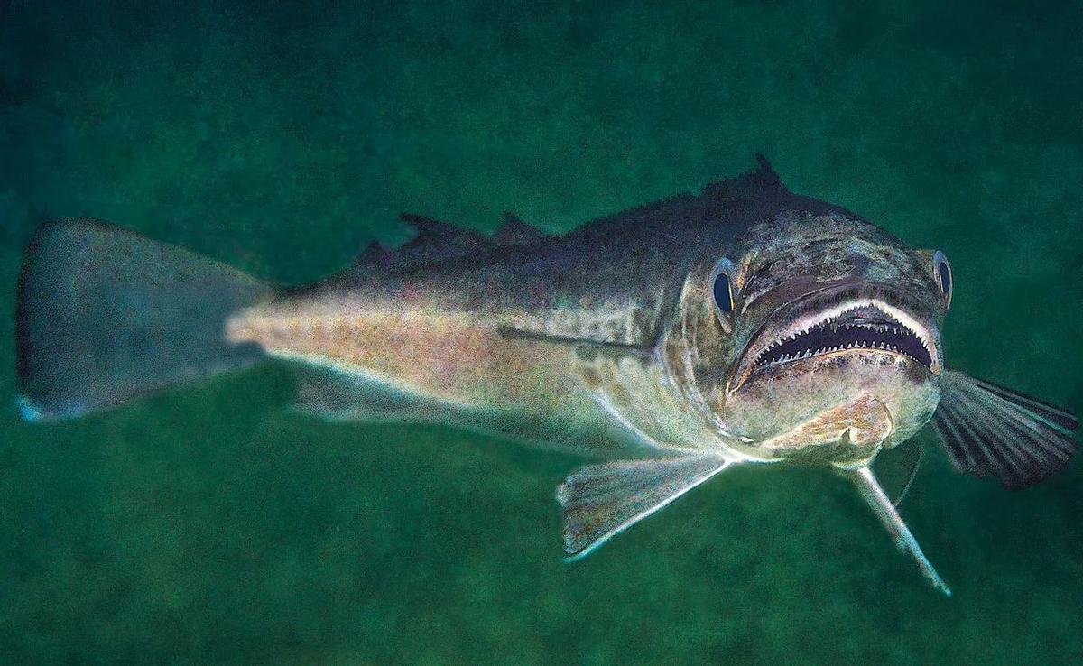 Imagen de un ejemplar de merluza