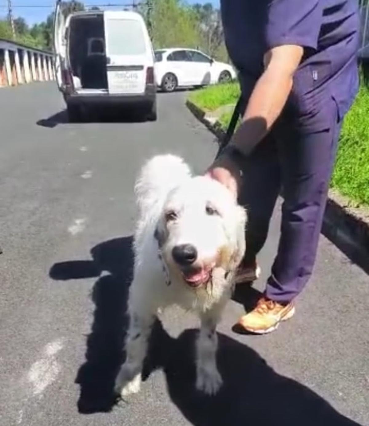 "Pistón", en mejor estado un tiempo después de los hechos.
