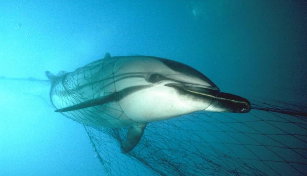 Delfín enredado en un arte de pesca accidentalmente