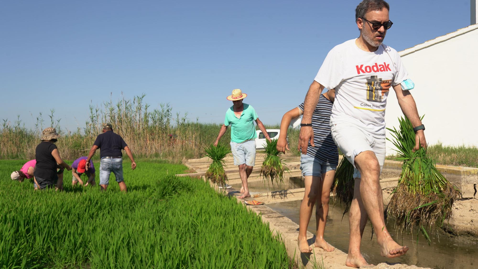 Turismo arrocero: así se puede conocer cómo se planta el arroz de l'Albufera