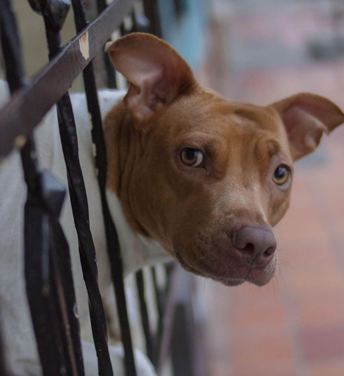 Un hombre viola a su perra en plena calle
