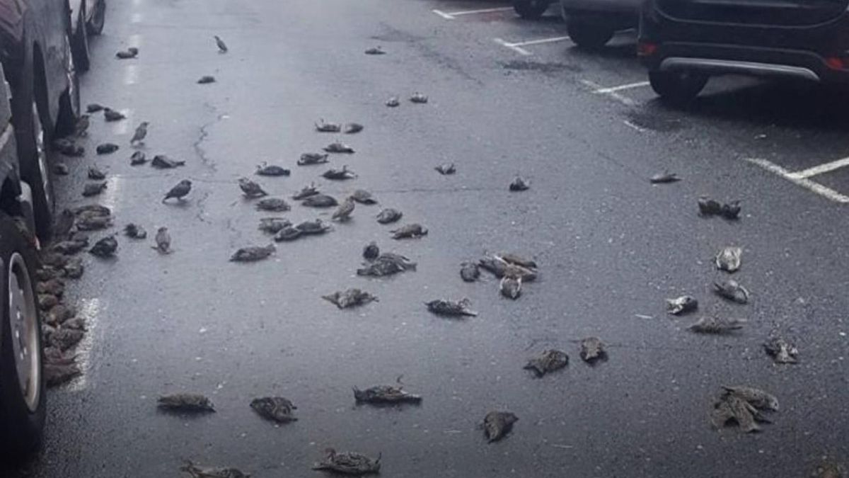 Las aves muertas sobre la calle