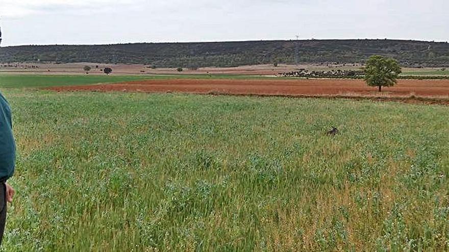 El alcalde de Pozuelo, Jesús Ángel Tomás, y al fondo zonas que se &quot;sembrarán&quot; de paneles solares. F.