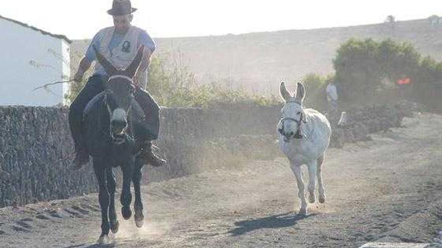 Carrera de burros en Lanzarote.