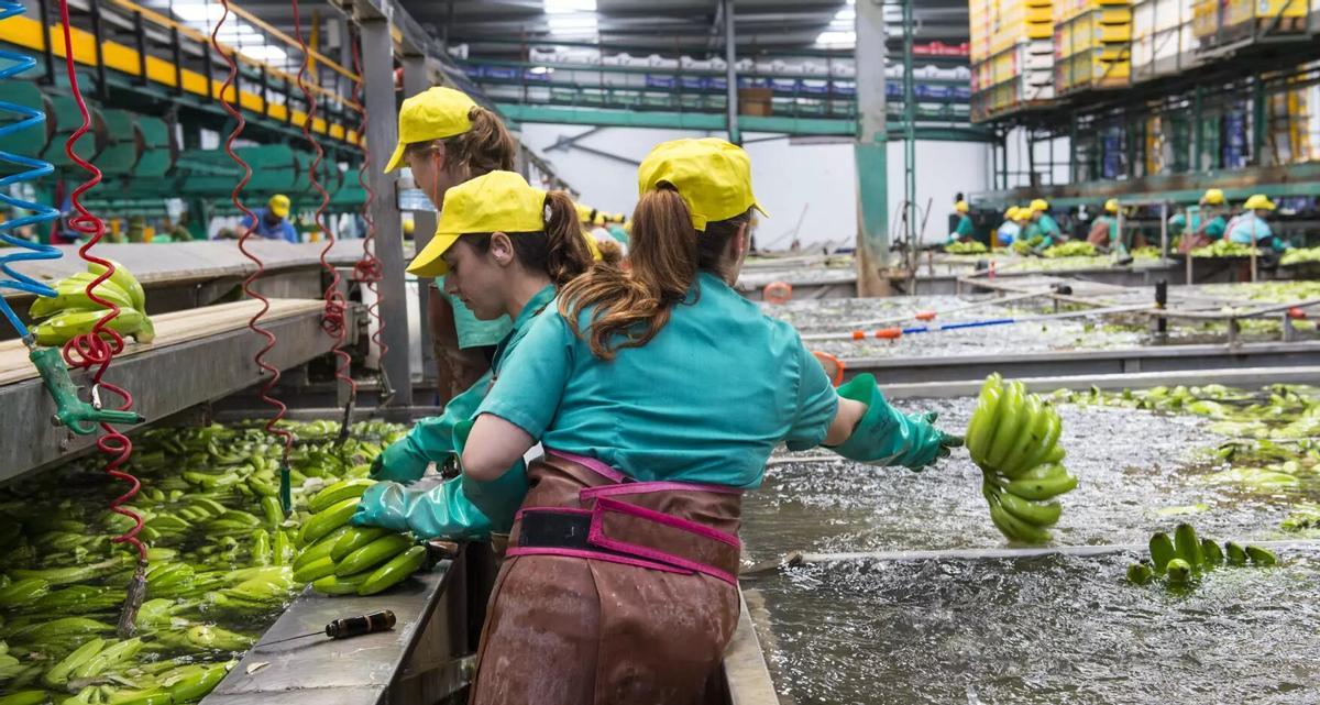 El sector platanero de Canarias comprende más de 9.000 empleos directos, 7.300 productores y hasta 5.000 empleos indirectos