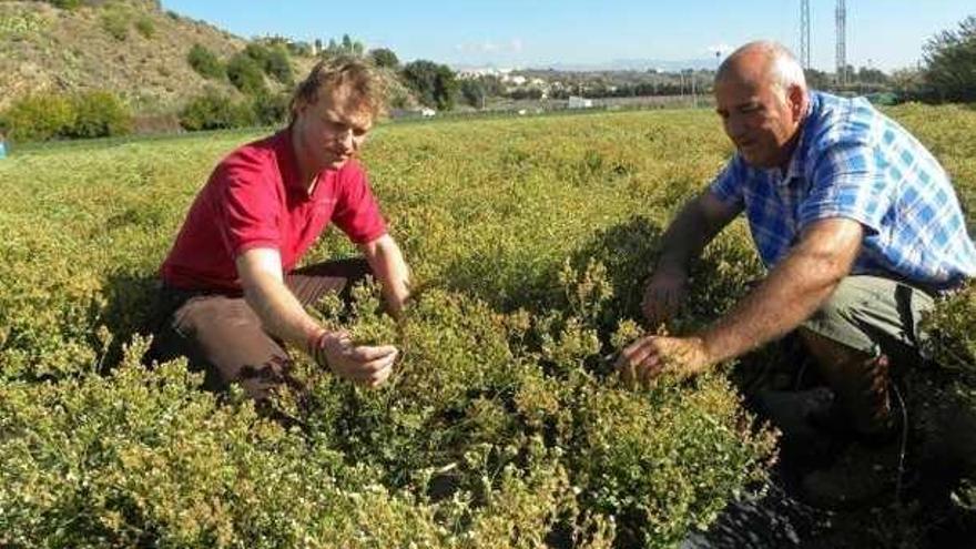 Martín, a la derecha, en una de sus plantaciones de stevia ecológica.